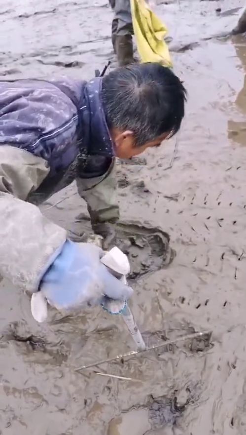 原来甲鱼都藏在泥土里,一般人抓不到,涨见识了